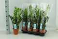 Glücksfeder Zamioculcas – Ø14cm – 65cm hoch – Pflegeleichte Zimmerpflanze – Robust & luftreinigend – Plant
