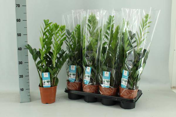 Glücksfeder Zamioculcas – Ø14cm – 65cm hoch – Pflegeleichte Zimmerpflanze – Robust & luftreinigend – Plant