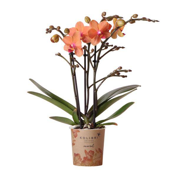 Phalaenopsis Orchidee Zimmerpflanze Ø9cm – blühende Orchidee für Wohnzimmer, Büro & helle Standorte kaufen – Plant
