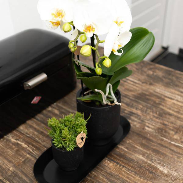 Ovales Tablett Schwarz – Ø30cm x 13cm – Metall – Deko – Tablett für Pflanzensets, Orchideen & Wohnaccessoires – Stilvoller Pflanzenuntersetzer – Plant