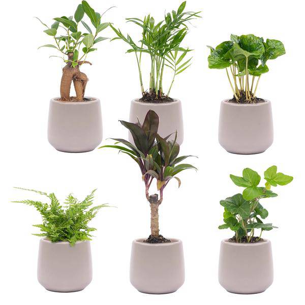 Zimmerpflanzen Set 6 Pflanzen mit Keramiktöpfen Ø8cm – pflegeleichtes Pflanzen Set für Urban Jungle, Fensterbank, Wohnzimmer & Büro – Plant