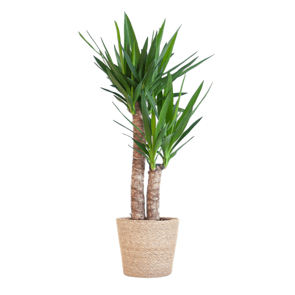 Yucca Elephantipes – Riesen – Palmlilie – Zimmerpflanze – 90cm hoch – Ø21cm – inkl. Naturkorb – pflegeleicht, robust, dekorativ – Plant