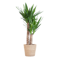 Yucca Elephantipes – Riesen – Palmlilie – Zimmerpflanze – 90cm hoch – Ø21cm – inkl. Naturkorb – pflegeleicht, robust, dekorativ – Plant