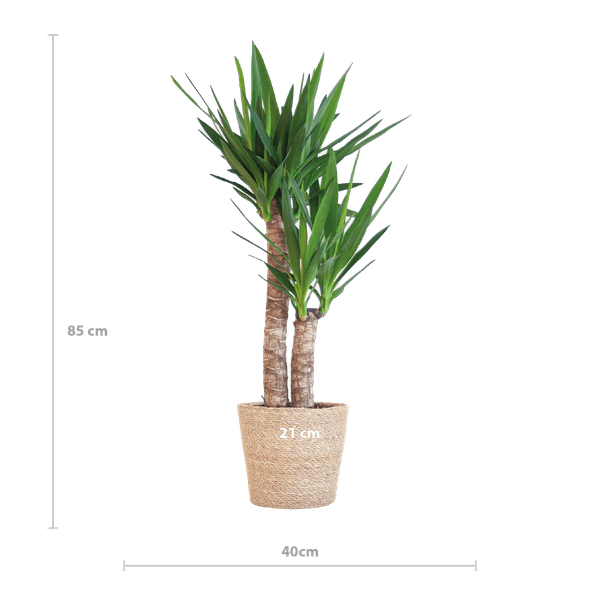 Yucca Elephantipes – Riesen – Palmlilie – Zimmerpflanze – 90cm hoch – Ø21cm – inkl. Naturkorb – pflegeleicht, robust, dekorativ – Plant