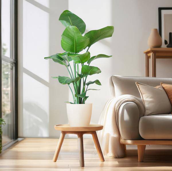 Strelitzia Nicolai – Baum – Strelitzie – Zimmerpflanze – 80cm – Ø21cm – inkl. Übertopf – Große Blätter, tropisches Flair, pflegeleicht – Plant