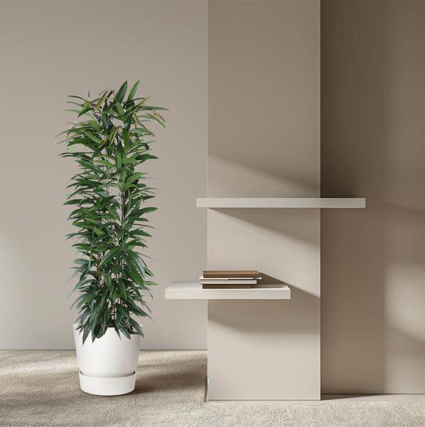 Schmalblättriger Gummibaum – Ficus Alii King 150cm – Ø29cm – Zimmerpflanze mit langen dunkelgrünen Blättern – Pflegeleicht – Plant