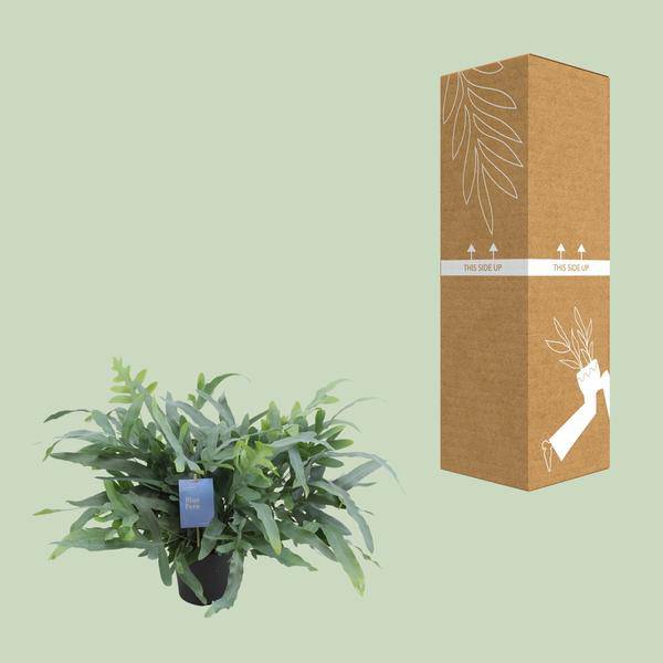 Blauer Tüpfelfarn – Phlebodium Aureum Blue Star – Zimmerpflanze – Ø17cm – ↕50cm – Tropischer Farn mit blaugrünem Blattwerk – Plant