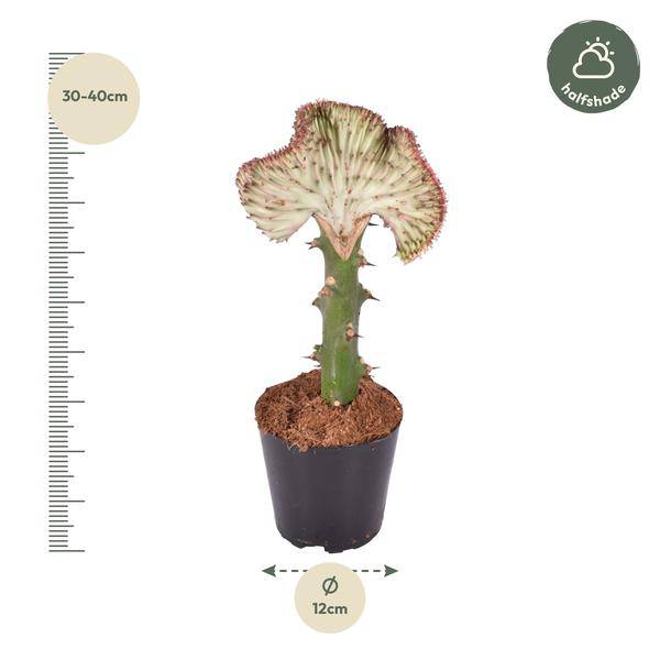 Euphorbia lactea Cristata Rot – Korallen – Wolfsmilch – Zimmerpflanze ca. 35cm – Ø12cm – Exotische Sukkulente in Korallenform