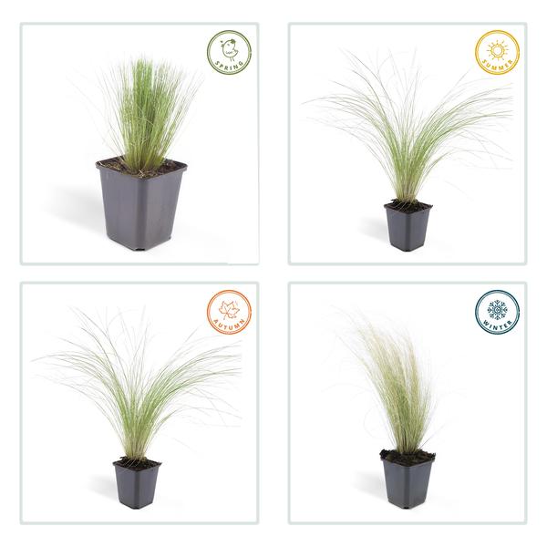 Federgras – Stipa tenuissima 'Pferdeschwänze' – ↕10-25cm – Ø9cm – Luftiges Ziergras – Sonne – Pflegeleicht – Blühend von Mai bis Septembe – Plant