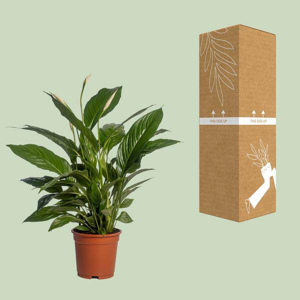 Einblatt Spathiphyllum Vivaldi – Ø17cm – ↕70cm – Pflegeleichte Friedenslilie mit weißen Blüten – Plant