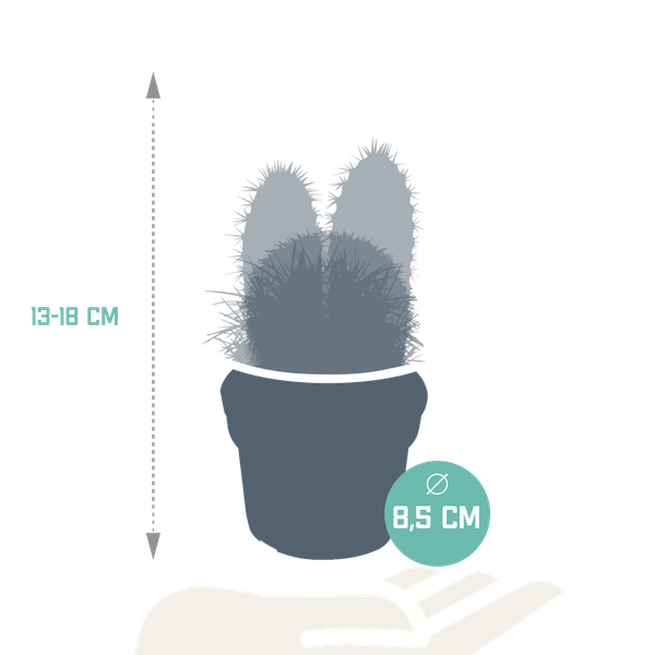 Kakteen Mix – 3 Zimmerpflanzen – Ø8,5cm – Verschiedene Kakteen im Mix – Pflegeleichte Sukkulenten – Mini – Kakteen für Fensterbank, Büro & Wohnzimmer – Plant