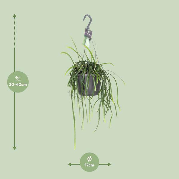 Blattkaktus Lepisium Bolivianum – Ø17cm – ↕40cm – Pflegeleichte Zimmerpflanze & Sukkulente – Dekorativer Kaktus für Wohnzimmer, Büro & Wohnräume – Plant
