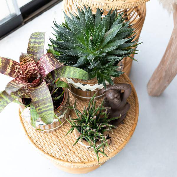 Ornament Dekoskulptur Sitzender Affe – Braun – Handgefertigte Polystone – Figur – 13cm – Dekoration für Zuhause & Pflanzenarrangements – Plant