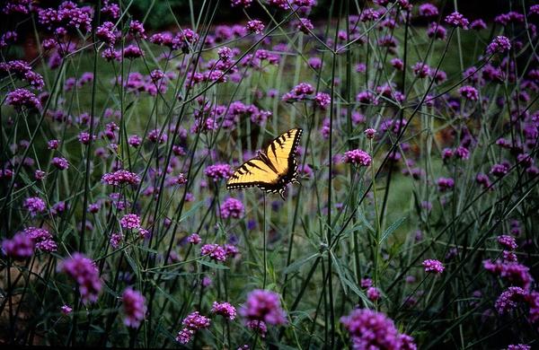 Verbena bonariensis – Patagonisches Eisenkraut – Lila Blüten – Schmetterlings – & Bienenfreundlich – Pflegeleicht & Winterhart – Plant