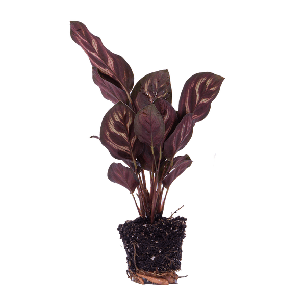 Calathea Makoyana Zimmerpflanze – pflegeleichte Grünpflanze für Wohnzimmer, Büro & helle Standorte kaufen – Plant