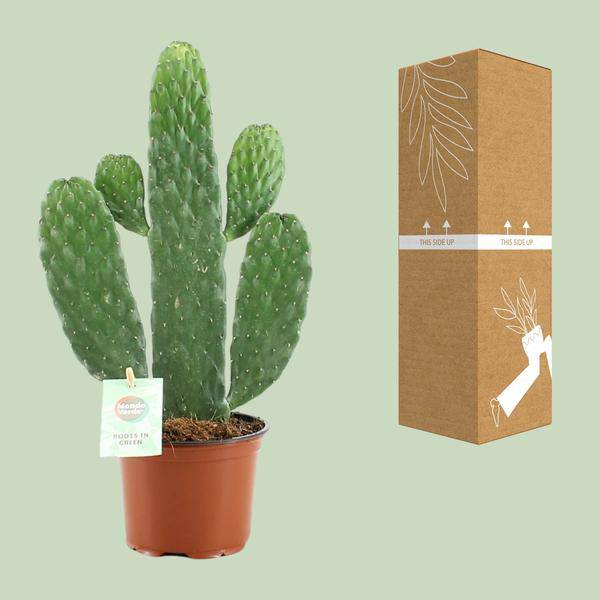 Feigenkaktus Opuntia Rubescens Consolea Zimmerpflanze Ø12cm ↕35cm – pflegeleichte Sukkulente für Wohnzimmer, Büro & helle Standorte kaufen – Plant