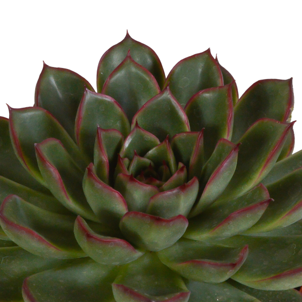Echeveria Mix – Steinrose 3 Pflanzen – Ø10,5cm Zimmerpflanzen im weißen Topf – Verschiedene Sukkulenten – Plant