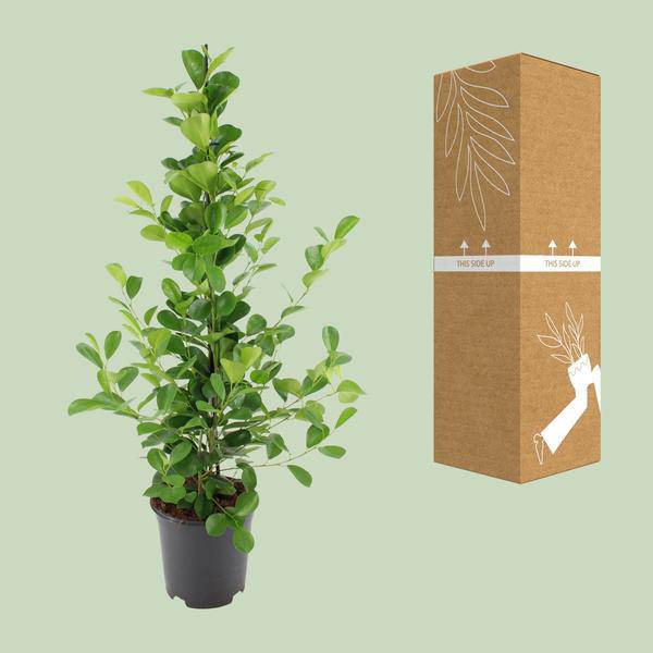 Chinesische Feige – Ficus microcarpa Moclame – ca. 95-105cm hoch – Ø21cm – Zimmerpflanze – Plant