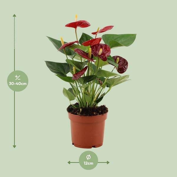 Anthurium Calon – Flamingoblume – Zimmerpflanze – Ø12cm – ↕36cm – Tropische Blühpflanze mit herzförmigen Blüten – Luftreinigend & pflegeleicht