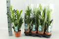 Glücksfeder Zamioculcas – Zimmerpflanze – Ø14cm – 65cm hoch – Pflegeleicht & robust – Ideal für Wohnzimmer & Büro – Plant