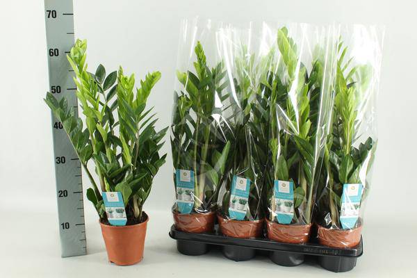 Glücksfeder Zamioculcas – Zimmerpflanze – Ø14cm – 65cm hoch – Pflegeleicht & robust – Ideal für Wohnzimmer & Büro – Plant