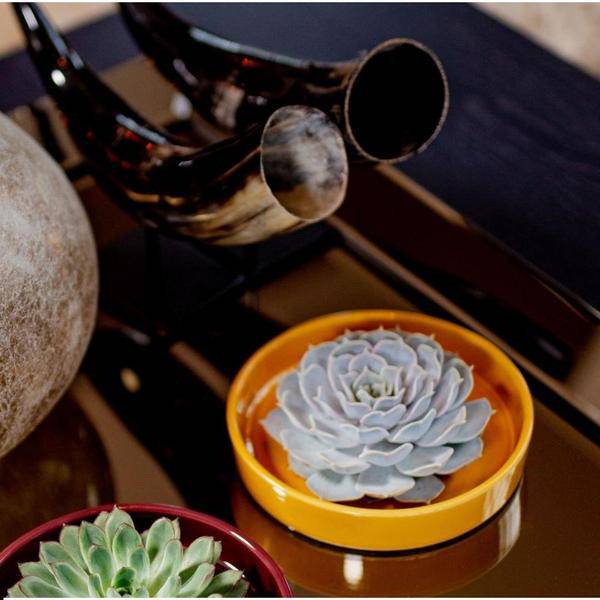 Sukkulente – Echeveria pulidonis ROOTLESS – Ø20cm Schale Gelb – Zimmerpflanze ohne Wurzeln – Pflegeleichte Schnitt – Plant