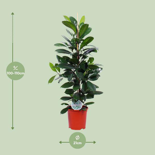 Gummibaum Ficus Cyathistipula – Zimmerpflanze Ø21cm – ca. 105cm hoch – pflegeleichte tropische Pflanze für Wohnzimmer, Büro & Innenraumbegrünung – Plant