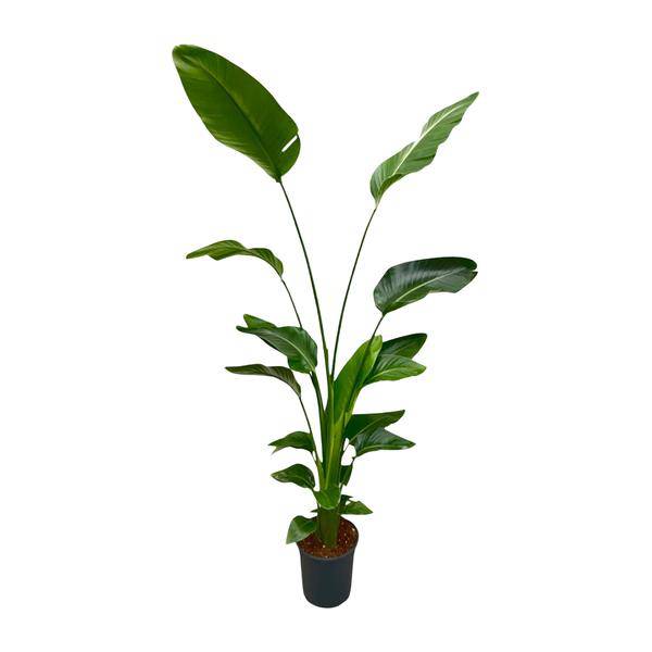 Baum – Strelitzie – Strelitzia Nicolai – Zimmerpflanze 175cm – Ø24cm – Weißer Paradiesvogel mit großen grünen Blättern – Plant