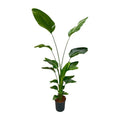 Baum – Strelitzie – Strelitzia Nicolai – Zimmerpflanze 175cm – Ø24cm – Weißer Paradiesvogel mit großen grünen Blättern – Plant