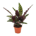 Lanzenblättrige Korbmarante Calathea Insignis Zimmerpflanze Ø12cm ↕50cm – pflegeleichte Grünpflanze für Wohnzimmer, Büro & helle Standorte kaufen – Plant