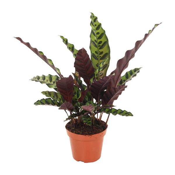 Lanzenblättrige Korbmarante Calathea Insignis Zimmerpflanze Ø12cm ↕50cm – pflegeleichte Grünpflanze für Wohnzimmer, Büro & helle Standorte kaufen – Plant