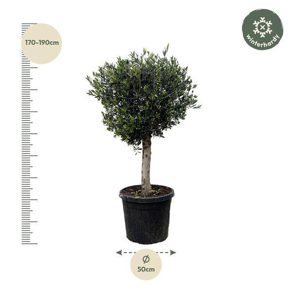 Olivenbaum – Olea Europaea Lorc 180cm – Ø50cm – Mediterrane Kübelpflanze mit silbergrünen Blättern – Pflegeleicht – Plant