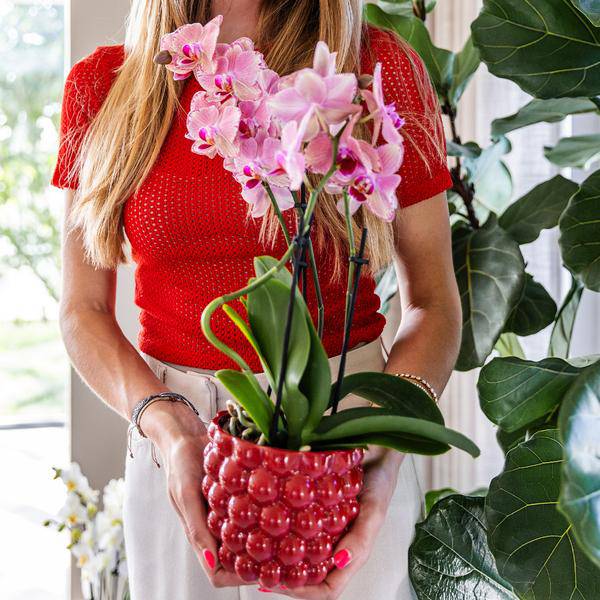 Beeren – Topf Zimmerpflanze Ø9cm – pflegeleichte Grünpflanze für Wohnzimmer, Büro & helle Standorte kaufen – Plant