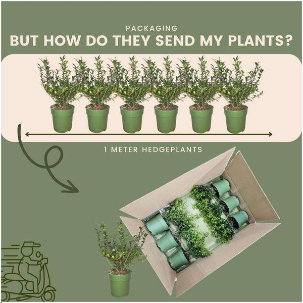 Stechpalmenhecke Ilex crenata ‘Jenny’ – 6 Pflanzen Ø12cm ↕20cm Winterharte immergrüne Heckenpflanzen – Plant