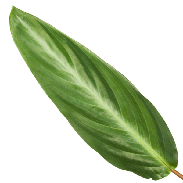 Calathea Stripestar – Korbmarante – Ø12cm – 40cm hoch – Zimmerpflanze mit dekorativen Blättern – Luftreinigend & pflegeleicht – Plant