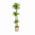 Dracaena Deremensis Dorado – Drachenbaum – Ø24cm – ↕120-140cm – Elegante Zimmerpflanze mit dunkelgrünen Blättern & gelbem Rand – Plant