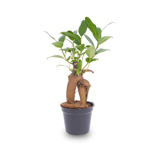 Chinesische Feige Ficus Ginseng Bonsai Zimmerpflanze Ø6cm – pflegeleichte Grünpflanze für Wohnzimmer, Büro & helle Standorte kaufen