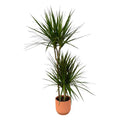 Dracaena Marginata – Drachenbaum – Zimmerpflanze ca. 120cm – Ø21cm – inkl. Pflanzgefäß Vibes Fold Rosa D22xH20 – Plant