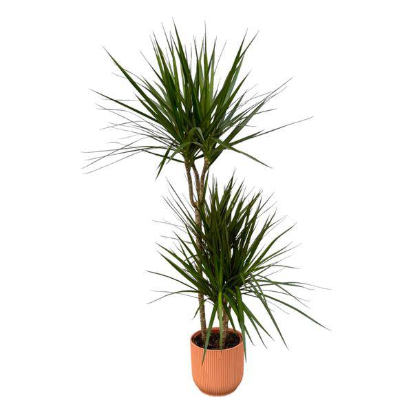 Dracaena Marginata – Drachenbaum – Zimmerpflanze ca. 120cm – Ø21cm – inkl. Pflanzgefäß Vibes Fold Rosa D22xH20 – Plant