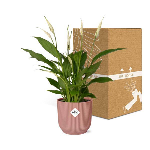 Einblatt Spathiphyllum Torelli Zimmerpflanze Ø12cm – pflegeleichte Grünpflanze für Wohnzimmer, Büro & helle Standorte kaufen – Plant