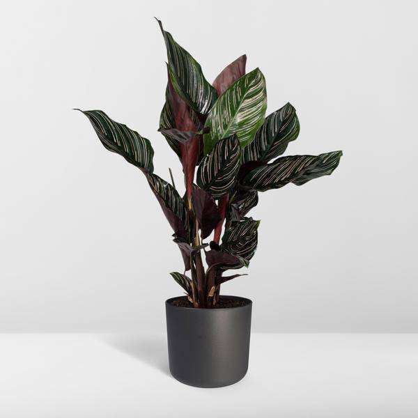 Korbmarante Calathea Ornata – Zimmerpflanze Ø14cm ca. 50cm hoch – Exotische Blattzeichnung – Pflegeleichte Zimmerpflanze für Zuhause & Büro – Plant