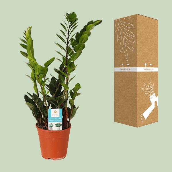 Glücksfeder Zamioculcas Zamiifolia Zimmerpflanze Ø14cm ↕45cm – pflegeleichte Grünpflanze für Wohnzimmer, Büro & helle Standorte kaufen – Plant