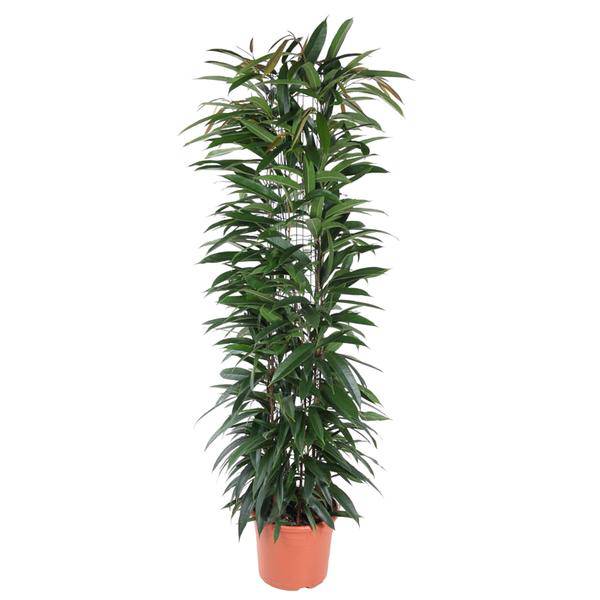 Schmalblättriger Gummibaum – Ficus Alii King 150cm – Ø29cm – Zimmerpflanze mit langen dunkelgrünen Blättern – Pflegeleicht – Plant