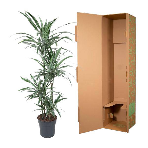Drachenbaum Zimmerpflanze Ø24cm ↕150cm – pflegeleichte Grünpflanze für Wohnzimmer, Büro & helle Standorte kaufen – Plant
