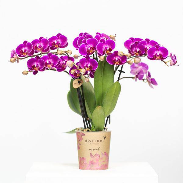 Phalaenopsis Orchidee Lilac Morelia – Zimmerpflanze – Ø9cm – Fliederfarbene Blütenpracht – Plant