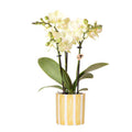 Phalaenopsis Orchidee Mexico Gelb – Zimmerpflanze Ø9cm – inkl. Painted Stripe Topf Gelb – Gelbe Multiflora – Orchidee mit 2-3 Blütenstielen – Plant