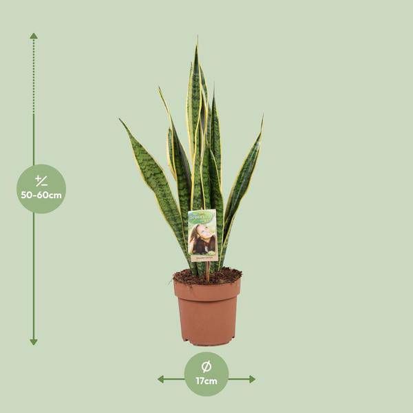 Bogenhanf Sansevieria trifasciata Laurentii Zimmerpflanze Ø17cm ↕60cm – pflegeleichte Grünpflanze für Wohnzimmer, Büro & helle Standorte kaufen – Plant