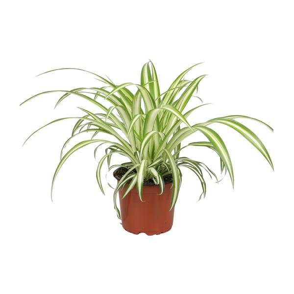 Grünlilie Chlorophytum – Zimmerpflanze – Ø12cm – ↕25cm – Spider – Pflanze – Pflegeleicht – Halbschatten – Luftreinigend – Plant