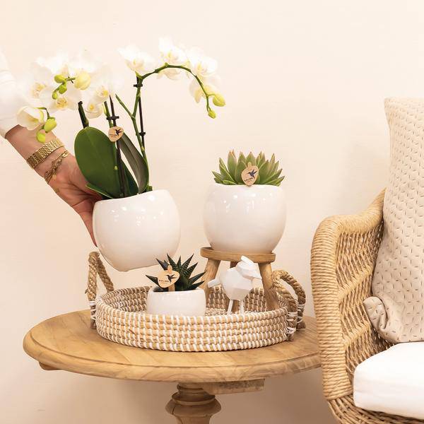 Blumentopf Bowl – Weiß – Keramik – Ziertopf Ø9cm – Handgefertigter Übertopf mit Wellenrand – Für Zimmerpflanzen & Sukkulenten – Plant