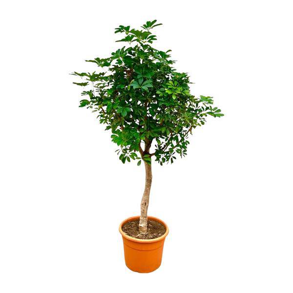Strahlenaralie – Schefflera auf Stiel – Zimmerpflanze 210cm – Ø45cm – Immergrüne XXL – Grünpflanze mit handförmigen Blättern – Pflegeleicht – Plant